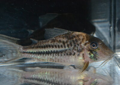 Cロングノーズ・ビファシアータス