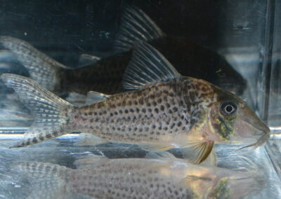 Cロングノーズ・ジャカレアカンガ（スポットタイプ）