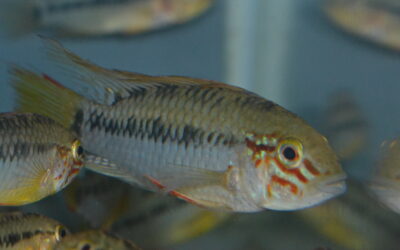 Ap　ヴィエジタ（リオ　ムコ）