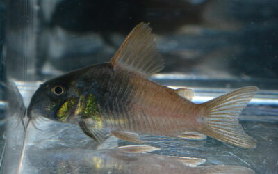 ~2025年11月29日(土)最新入荷情報(オリジナルダイレクト便)コロンビア編~