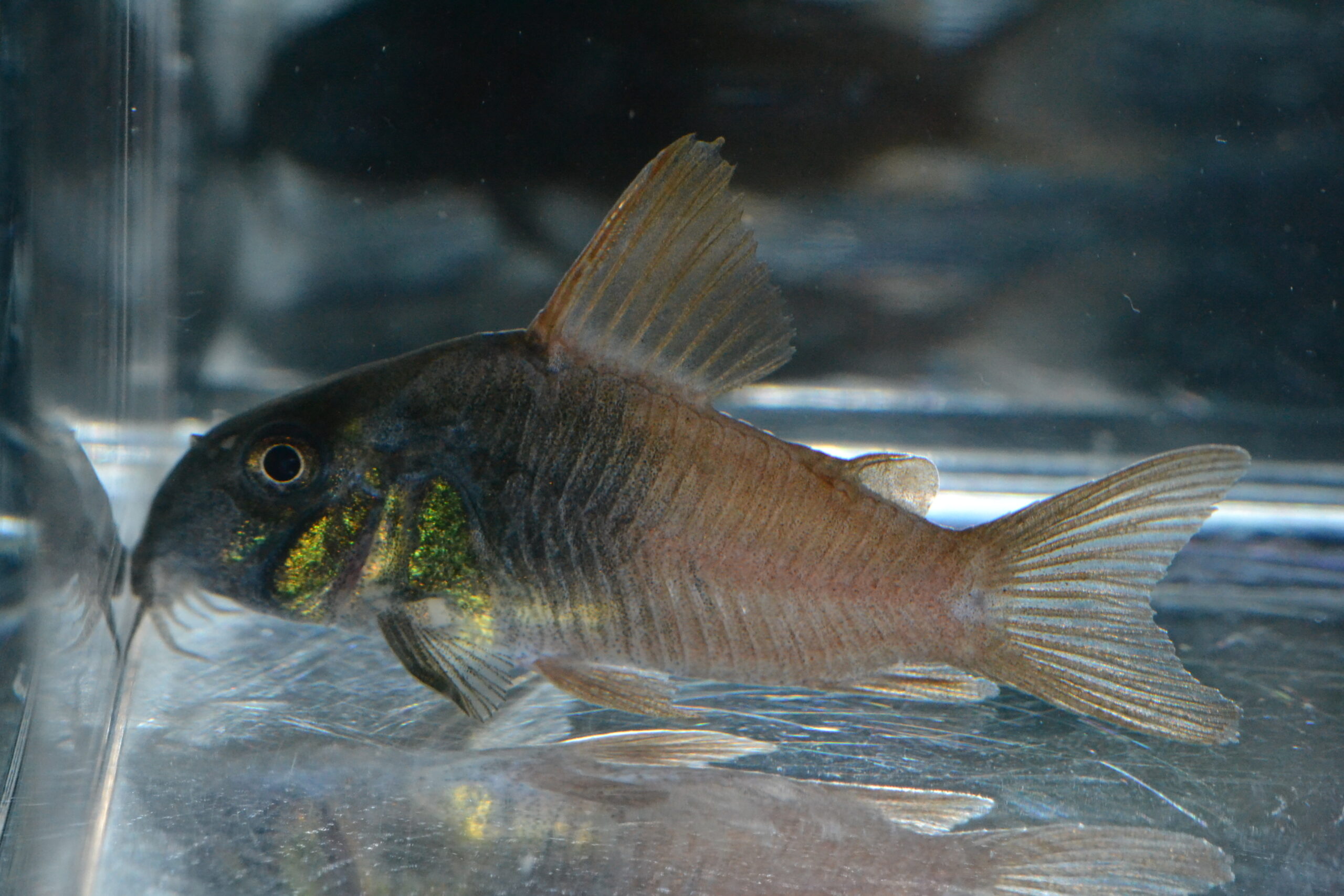 Cビーコンコロール