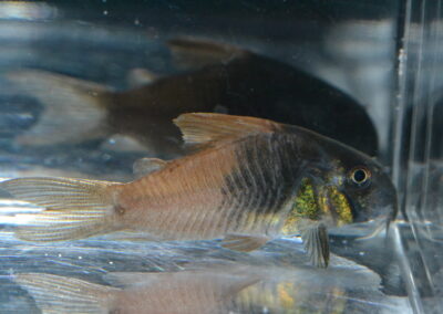 Cビーコンコロール