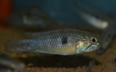  Ap　リネアータ