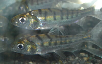 クリマタ・ビッタータ(コロンビア）