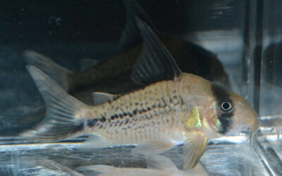 ~2025年11月3日(月)最新入荷情報(オリジナルダイレクト便)コロンビア編~