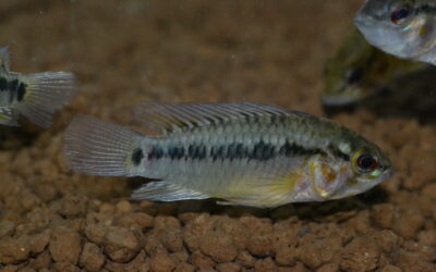 Ap　ホイグネイ（アラウカ）