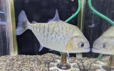 ピラニア・マニュエリ（リオ　ネグロ）