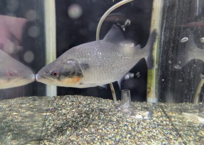 レッドギル・エロンガータピラニア（リオ　ネグロ）