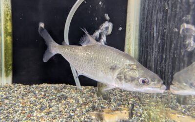 エロンガータピラニア（リオ　ネグロ）