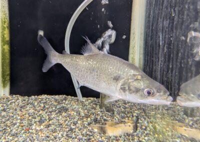 エロンガータピラニア（リオ　ネグロ）