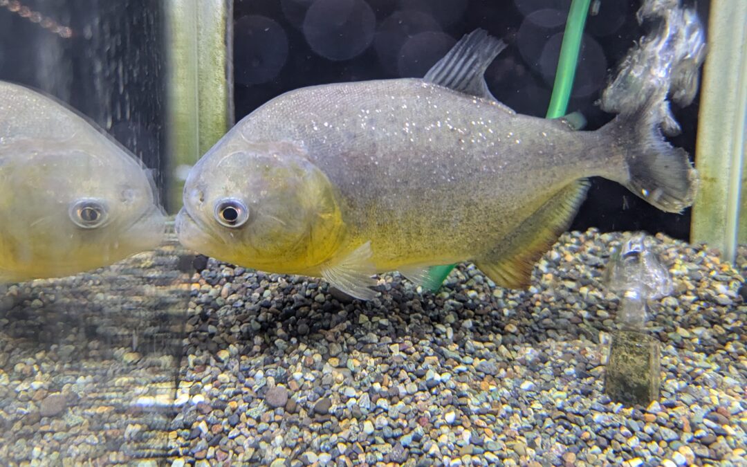 ジャイアントイエローピラニア（パンタナール）