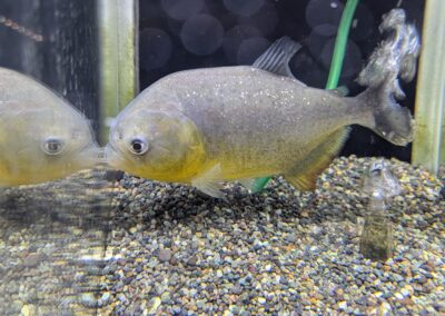 ジャイアントイエローピラニア（パンタナール）