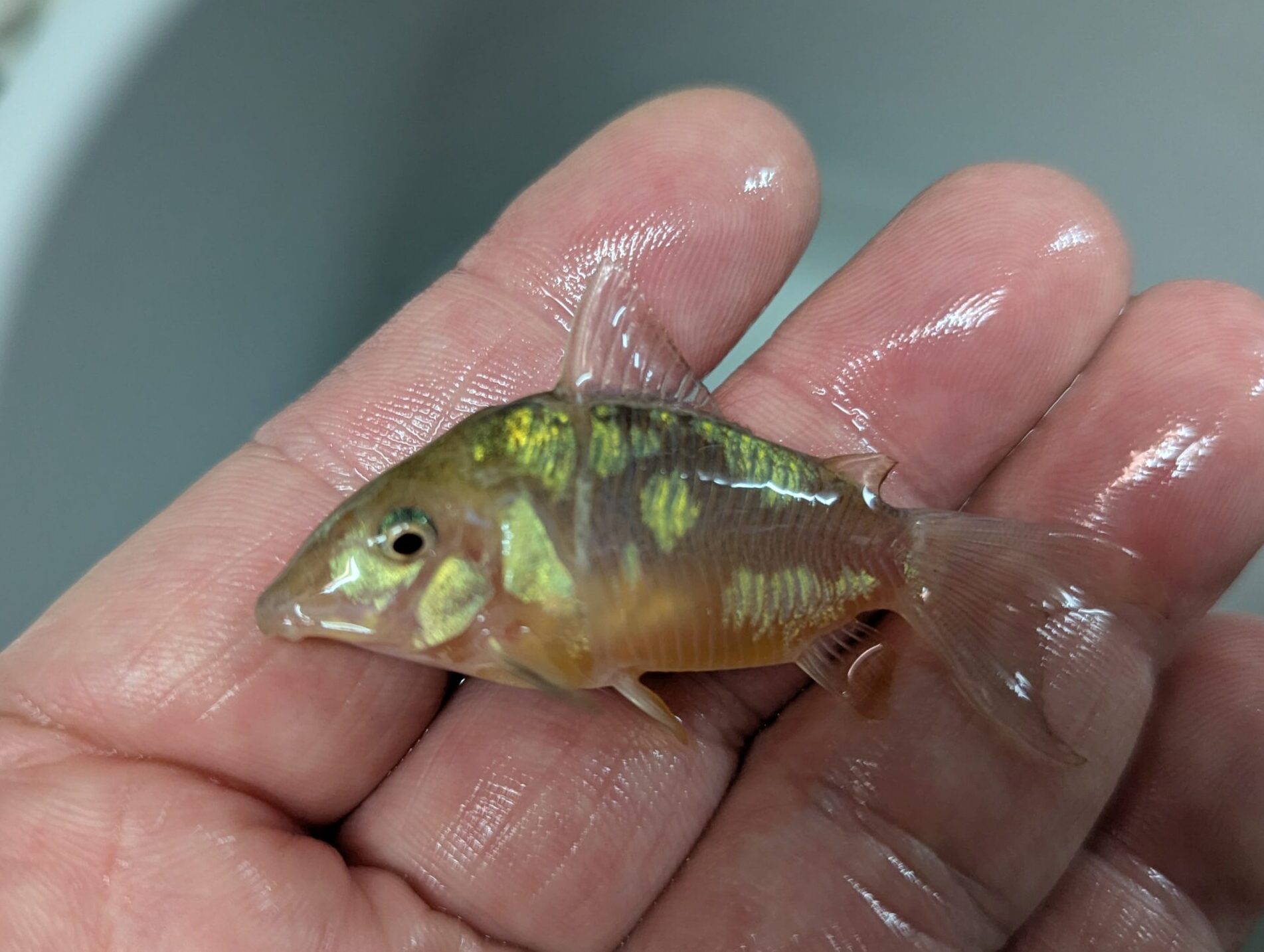 ブロキス・スプレンデンス（ペルー）色素変異個体