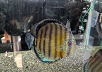 ペルビアングリーンディスカス（リオ　ナナイ）