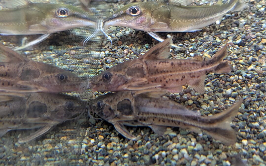 オサンコラ（ペルー）