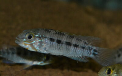 Ap　グアジャラミリン（リオ　ヤタ）