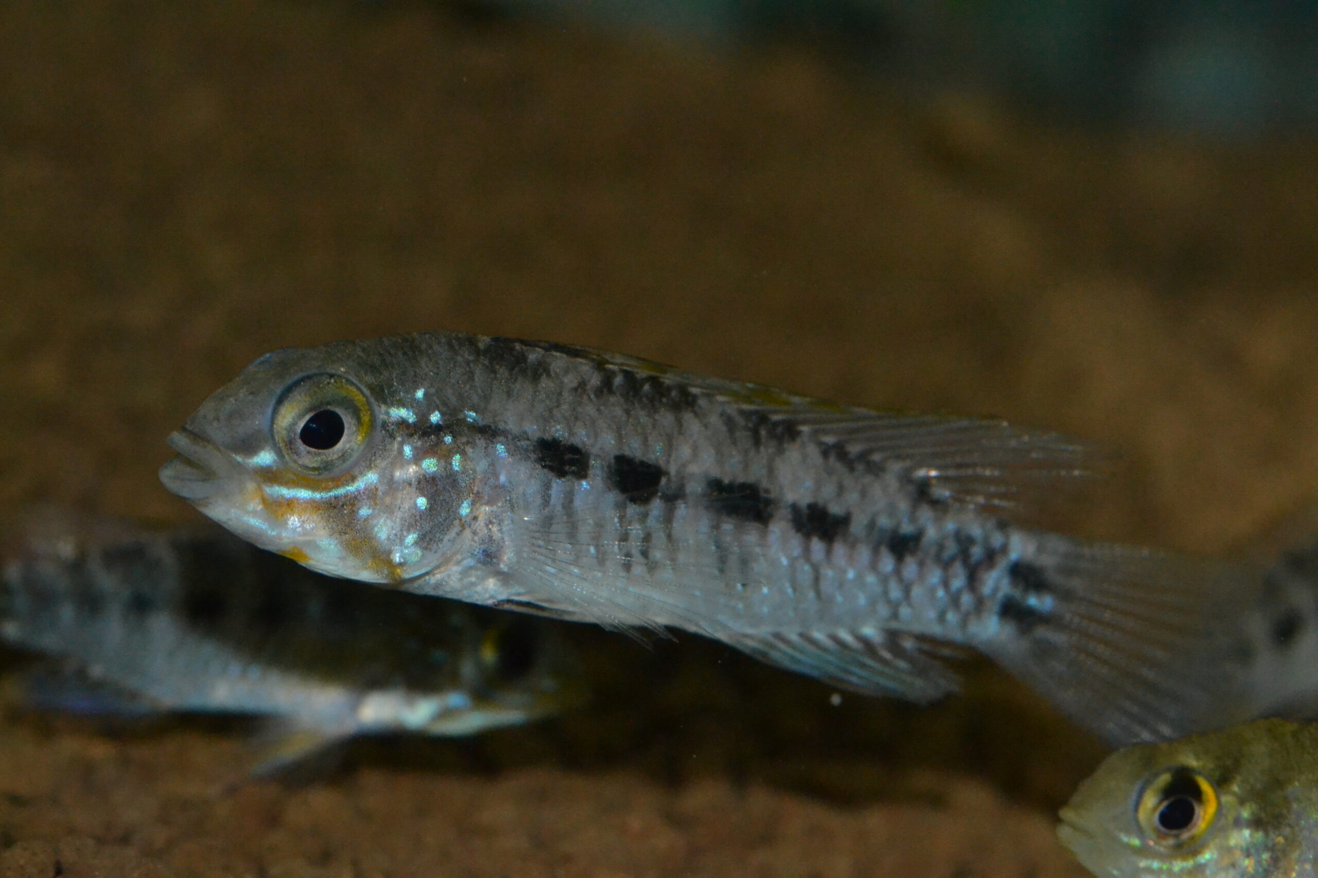 Apグアジャラミリン（リオ　ヤタ）