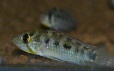 Ap　リンケイ（リオ　ヤタ）