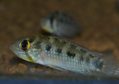 Ap　リンケイ（リオ　ヤタ）