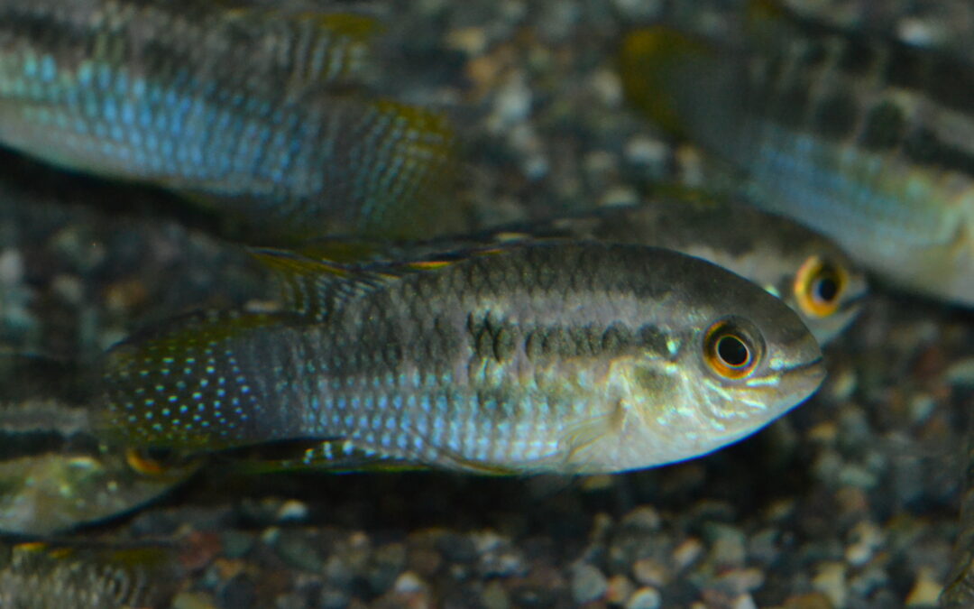 レタカラ・ドルシゲラ（リオ　マモレ　ボリビア）