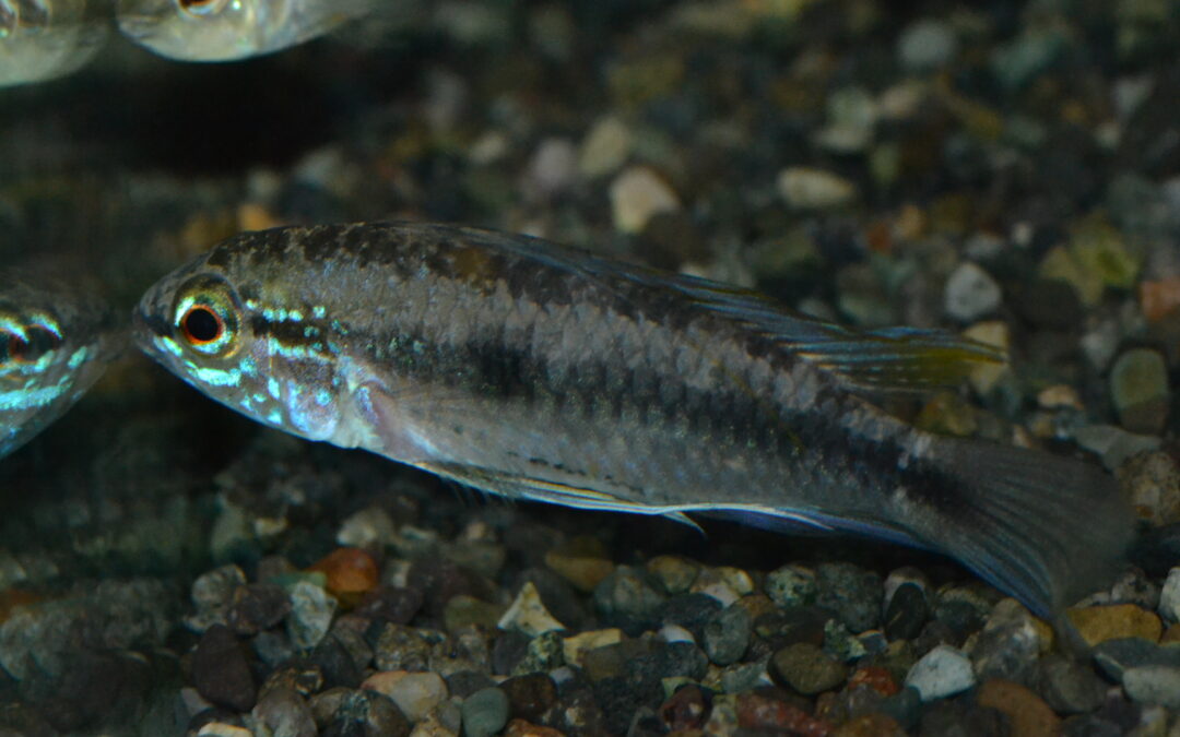 Ap　マキリエンセ（リオ　マモレ　ボリビア）