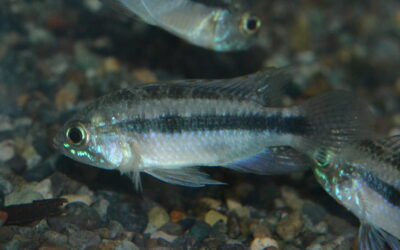 Ap　エリスルラ（ブルータイプ）リオ　マモレ　ボリビア