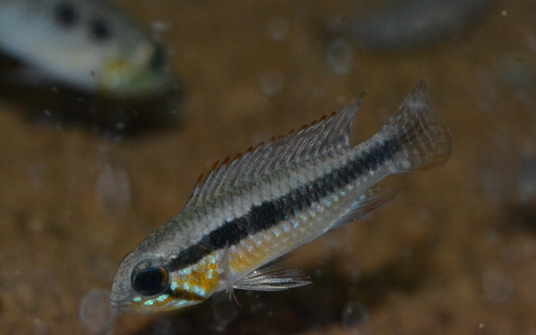 Ap　エリザベサエ（ワズベル）