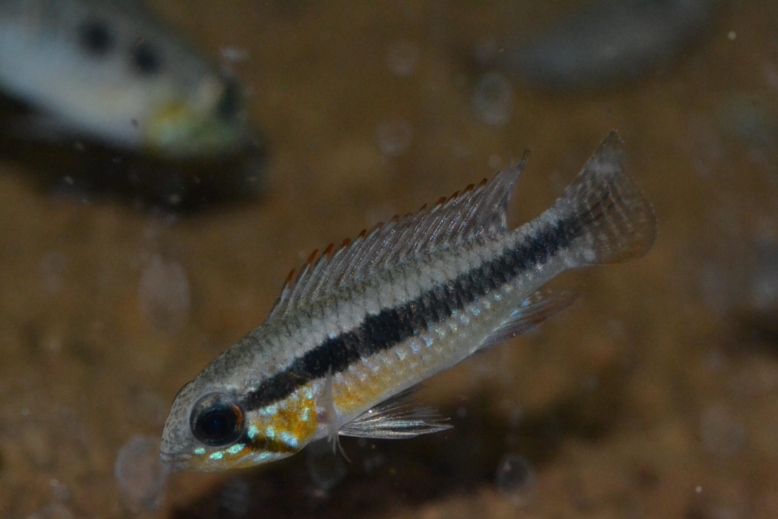 Apエリザベサエ（ワルペズ）