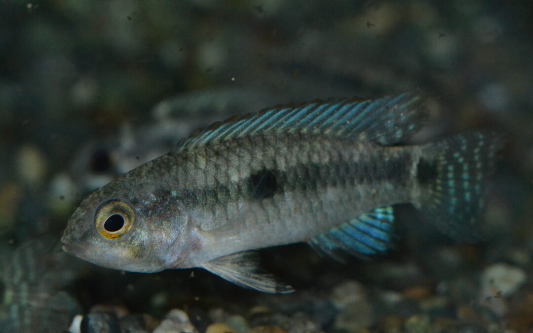 Ap　ティクエ（ワズベル）