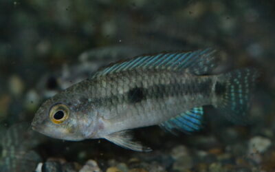 Ap　ティクエ（ワズベル）