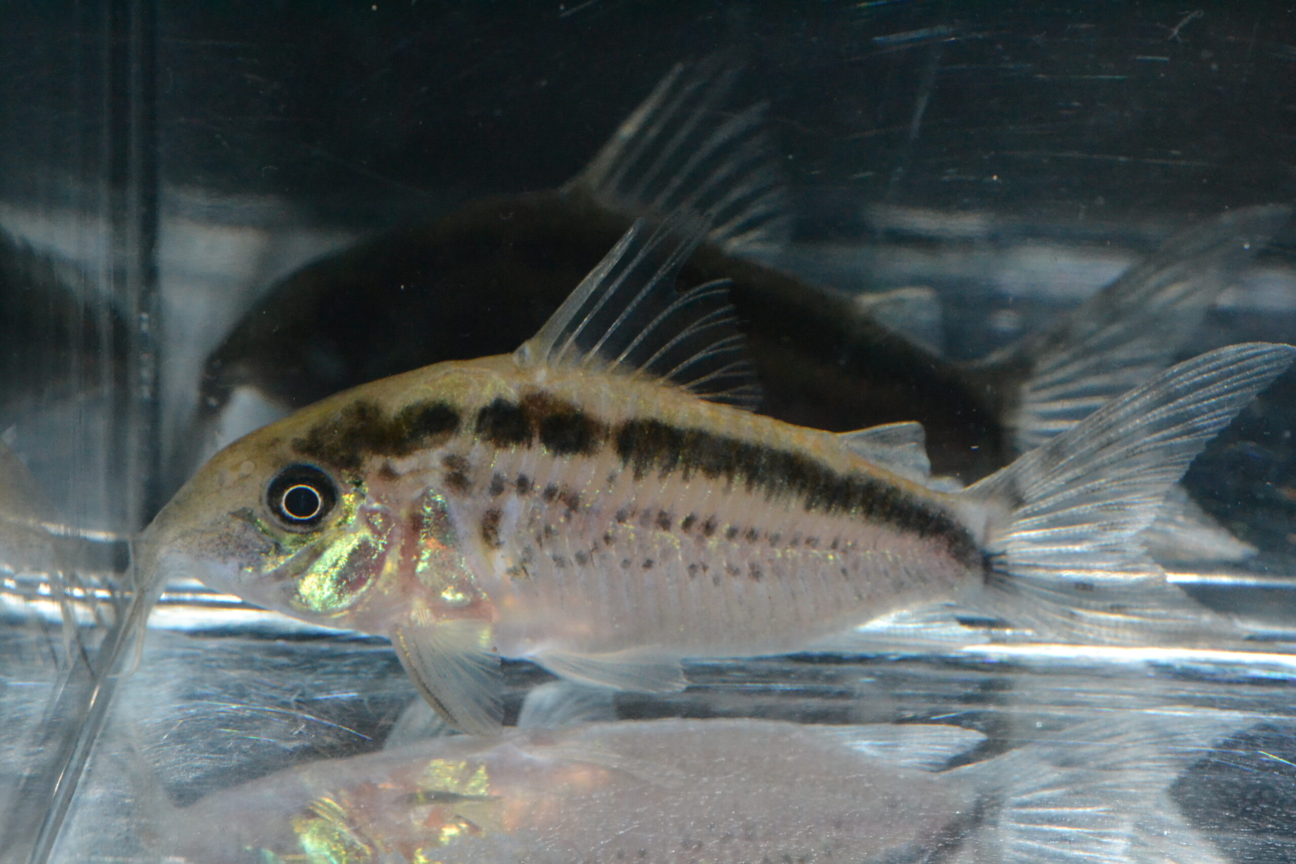 Cセミロングノーズ・ニューエヴェアーク