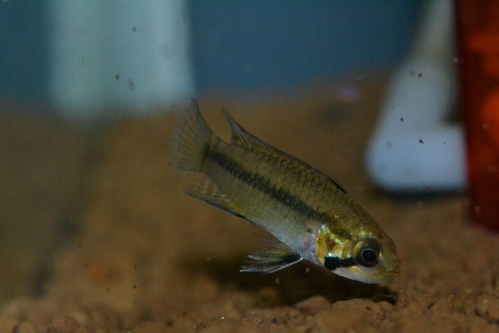 Ap　ソローキュラ（リオ　ヤタ）