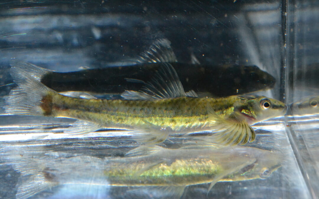 グリーンジェットダーター（アマパ）