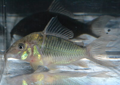 ブロキス・スプレンデンス（リオ　トカンチンス）