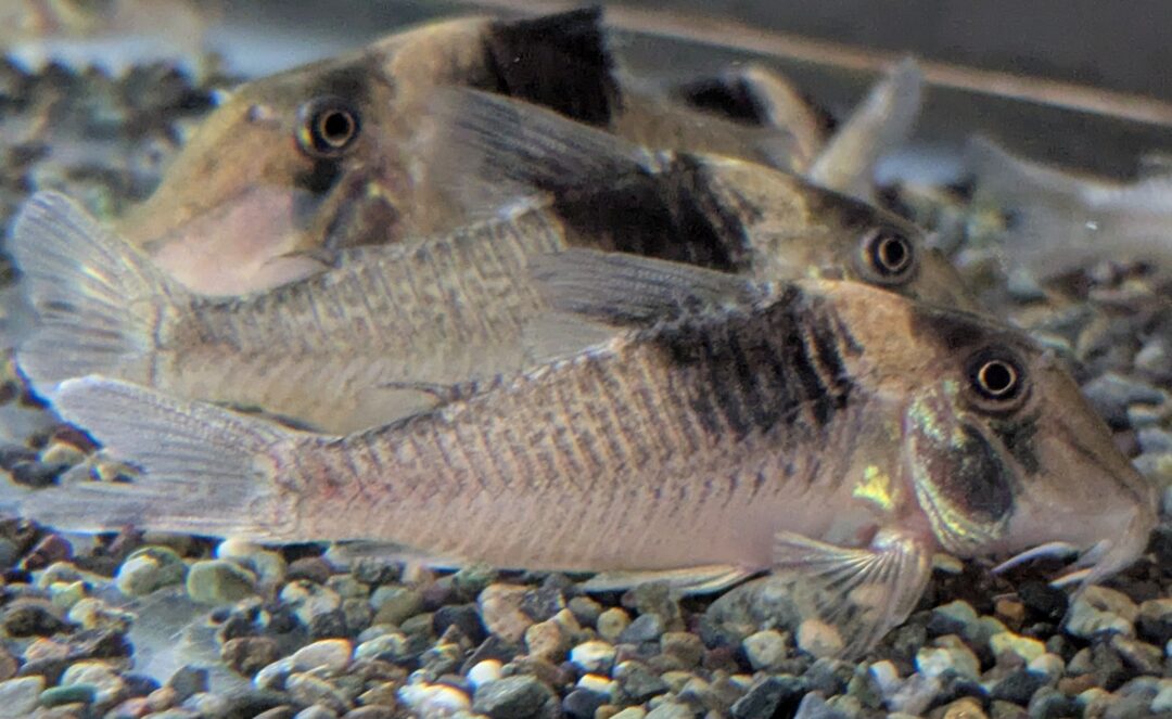 Cスーパービコロール（アマパ）