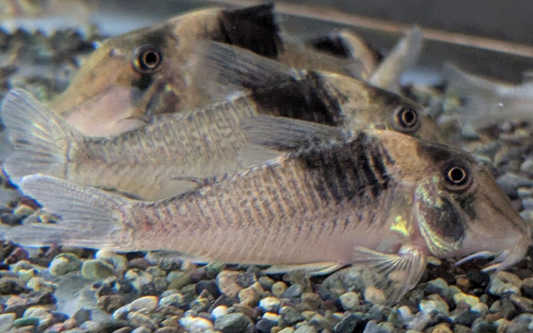 Cスーパービコロール（アマパ）