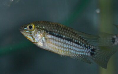 Ap　ルブロリネアータ