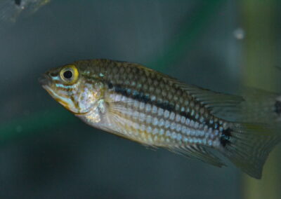 Ap　ルブロリネアータ