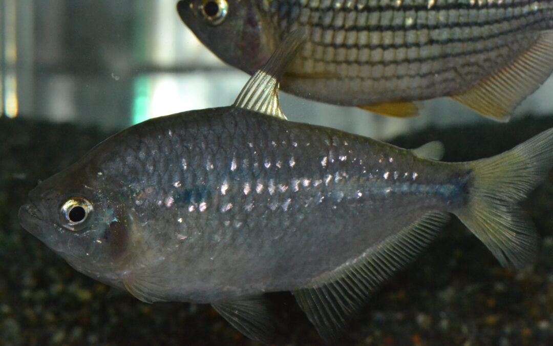 アステアナックス（ペルー）