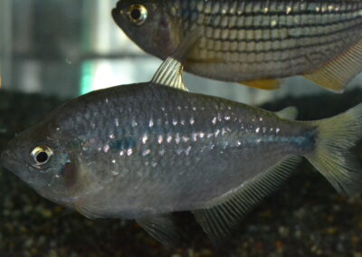 アステアナックス（ペルー）