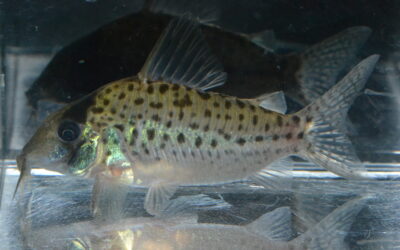 ～２０２６年２月９日（月）最新入荷情報（オリジナルダイレクト便）ペルー編～