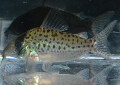 Cメガシクリ（リオ　ティグレ）