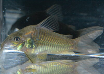 Cアエネウス（リオ　パラナプア）