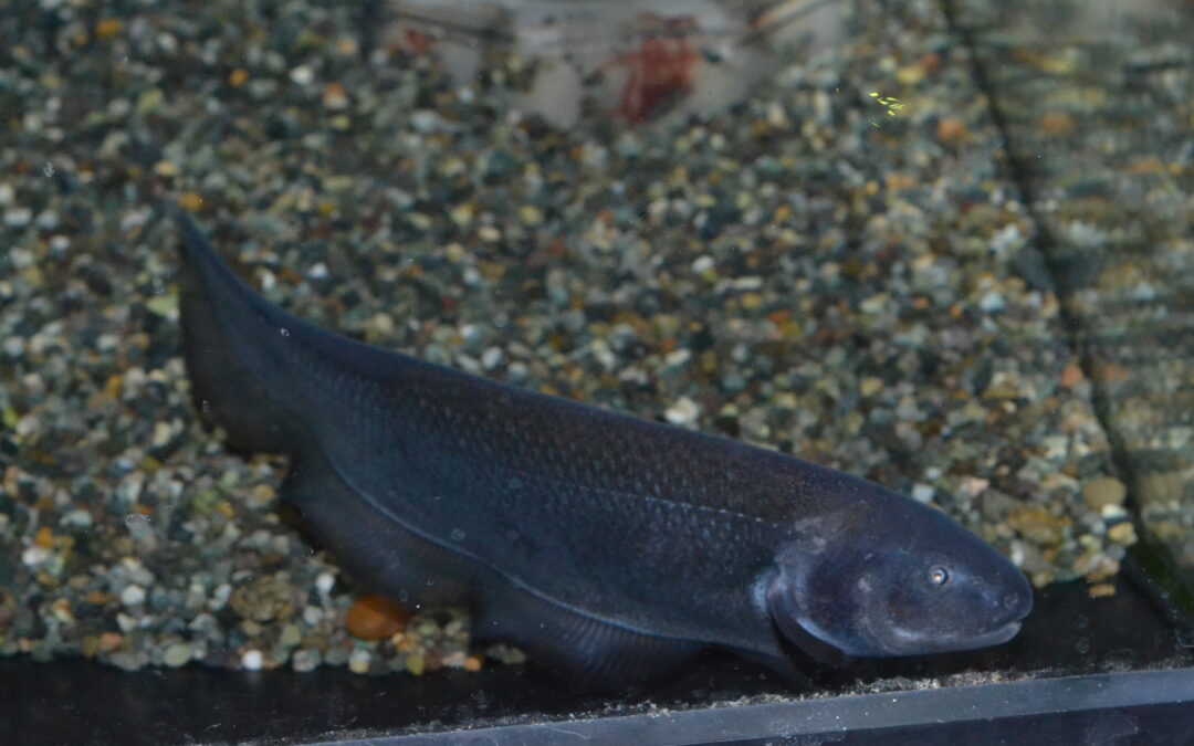 ドラゴンナイフフィッシュ