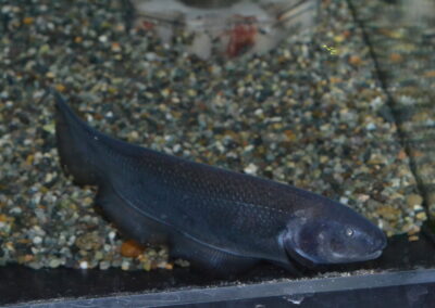 ドラゴンナイフフィッシュ