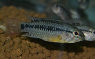 Ap　ビエジタⅠ（リオ　ユカオ）