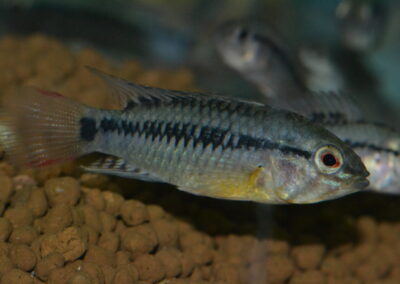 Ap　ビエジタⅠ（リオ　ユカオ）