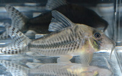 ～２０２６年２月２０日（金）最新入荷情報（オリジナルダイレクト便）コロンビア編～