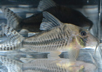 Cロングノーズ・ゴメス