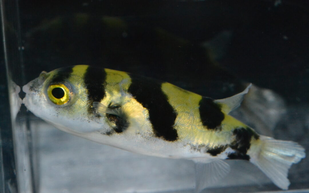 南米淡水フグ（コロンビア）